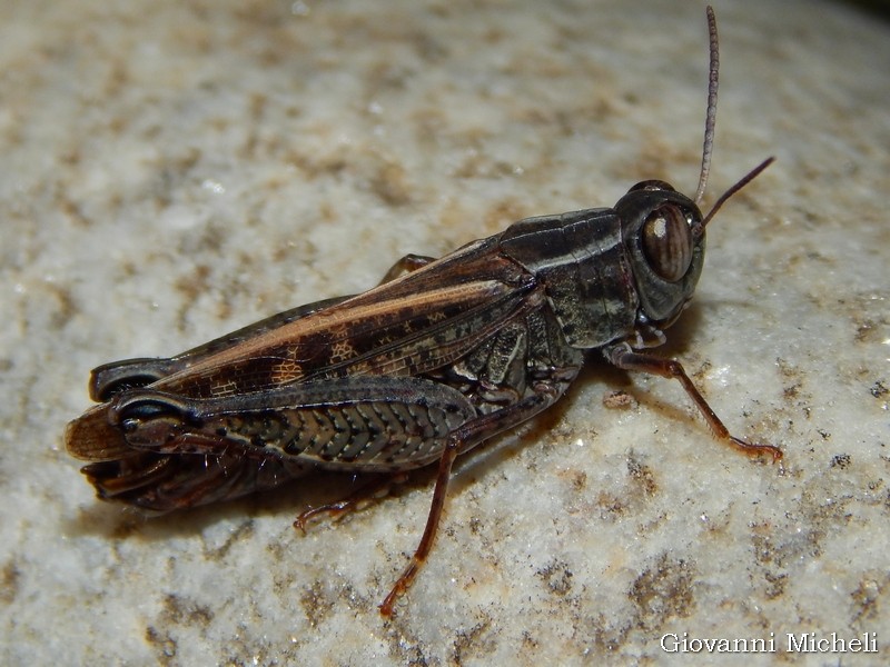 Calliptamus italicus, maschio